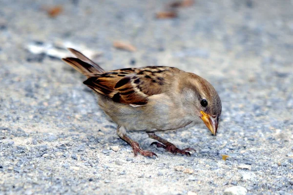 Passerotto Sul Muro — Foto Stock