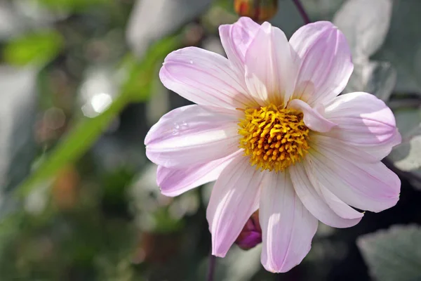 Dahlia Bishop Leicester — Stock Photo, Image