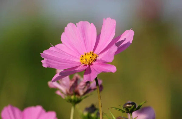 Sommarfält Blommor Kronblad Cosmos Blomma — Stockfoto