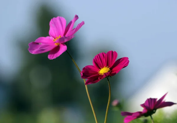 Fleurs Champ Été Pétales Cosmos Fleur — Photo