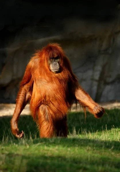 Orangutan Maymunu Maymun Hayvanı — Stok fotoğraf