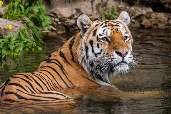 Tigre Selvagem Predador Felino — Fotografia de Stock