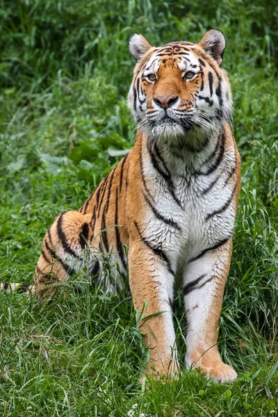 Vild Tiger Kattrovdjur — Stockfoto
