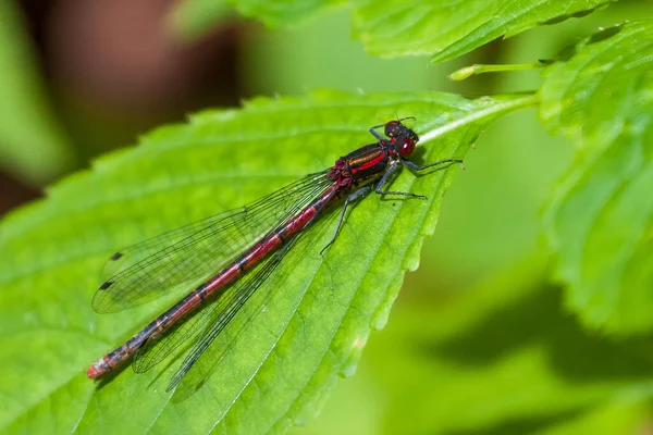 Close Van Een Libelle Waterjuffer — Stockfoto