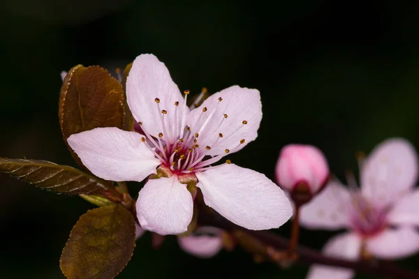 Sakura Japansk Prydnadskörsbär — Stockfoto