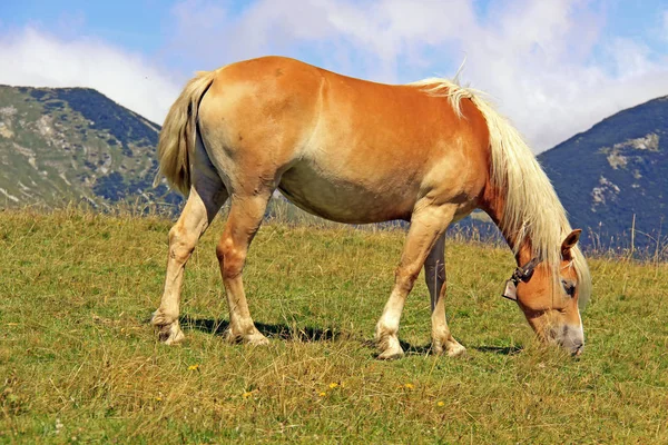 Caballo Cría Haflinger Avelignese Animal —  Fotos de Stock