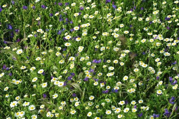 Piękne Botaniczne Ujęcie Naturalna Tapeta — Zdjęcie stockowe