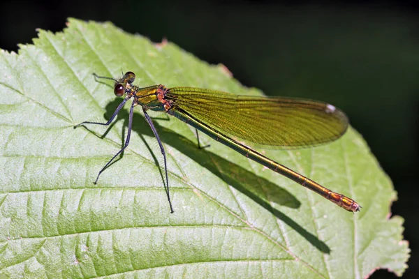 Vue Macro Rapprochée Insecte Libellule — Photo