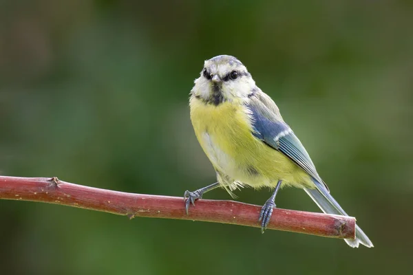 Blue Tit Sitting Branch Nblue Tit Sitting Branch — 图库照片