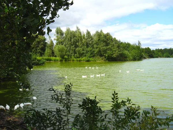 Piękny Letni Krajobraz Malowniczym Jeziorem Pływającymi Białymi Kaczkami — Zdjęcie stockowe