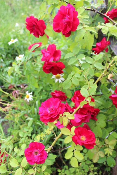 Cespuglio Delle Rose Rosse Belle Tenere — Foto Stock