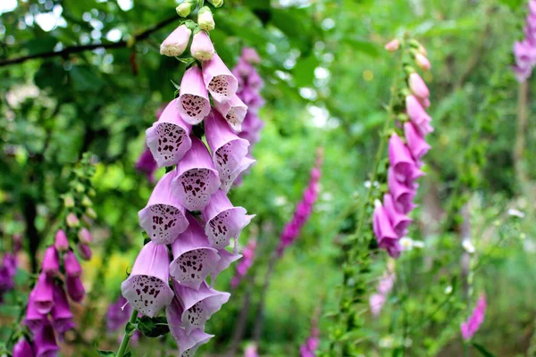 Beautiful Flower Lilac Bluebell Garden — Stock Photo, Image