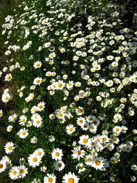 Großes Blumenbeet Mit Weißen Blüten Schöner Kamillen — Stockfoto