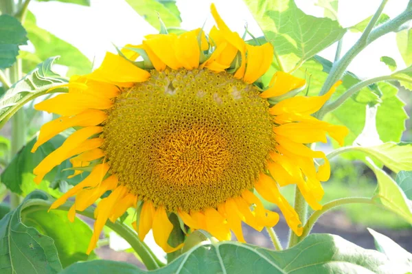 Tournesols Vue Rapprochée — Photo