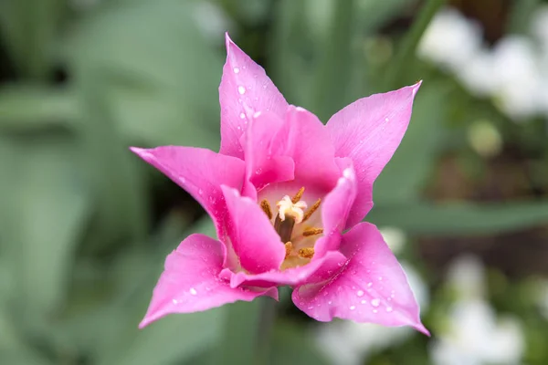Festői Kilátás Gyönyörű Tulipán Virágok — Stock Fotó