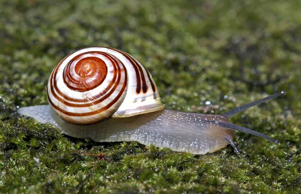 Guscio Lumaca Elica Invertebrato — Foto Stock