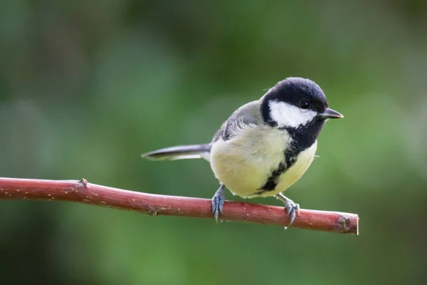 Cabbage Sits Branch Ngreat Tit Sitting Branch — Zdjęcie stockowe