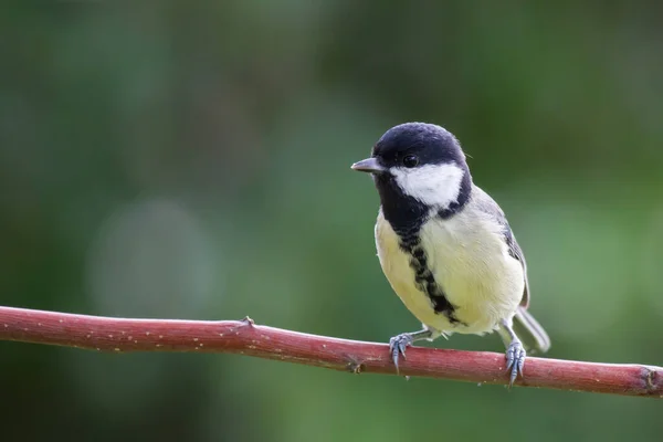 Great Tit Sits Branch Ngreat Tit Sitting Branch — Stockfoto