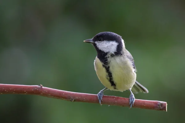 Great Tit Sits Branch Ngreat Tit Sitting Branch — Stock Photo, Image
