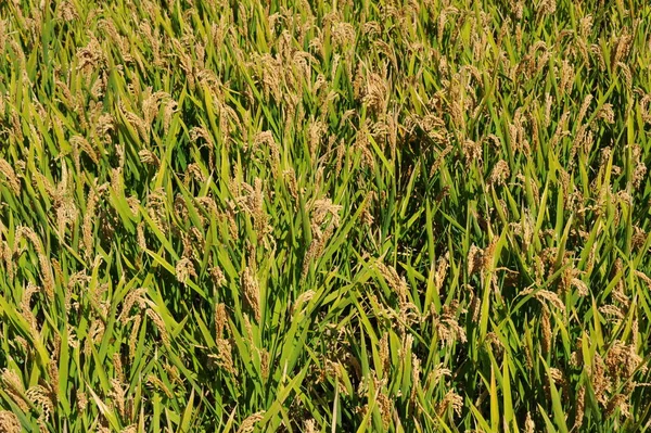 Spain Valencia Rice Field — Stock Photo, Image