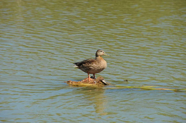 Pemandangan Indah Bebek Mallard Lucu Alam — Stok Foto