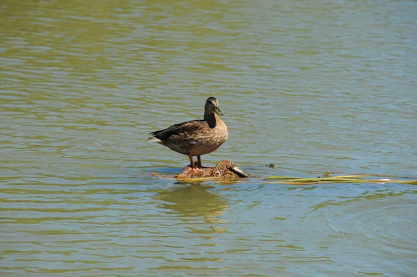 Aussichtsreiche Aussicht Auf Süße Stockente Der Natur — Stockfoto