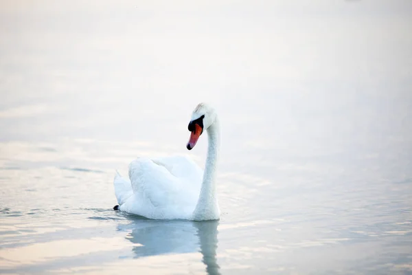 Belos Cisnes Brancos Flutuando — Fotografia de Stock