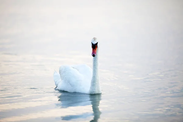Hermosos Cisnes Blancos Flotando — Foto de Stock