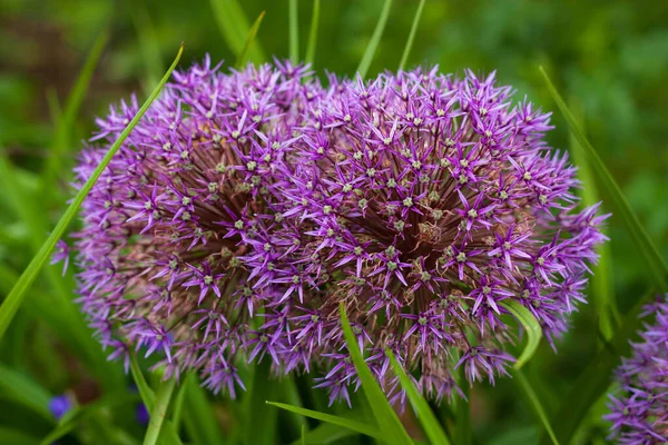 Blommor Trädgården — Stockfoto