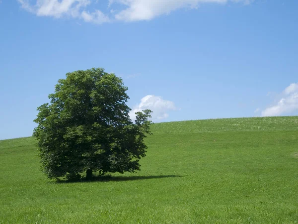 Champ Vert Avec Seul Arbre Ciel Bleu — Photo