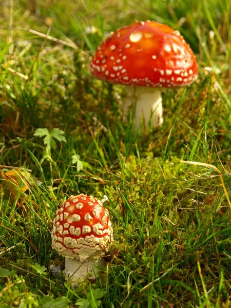 Κοντινή Άποψη Της Μύγας Agaric Στο Δάσος — Φωτογραφία Αρχείου