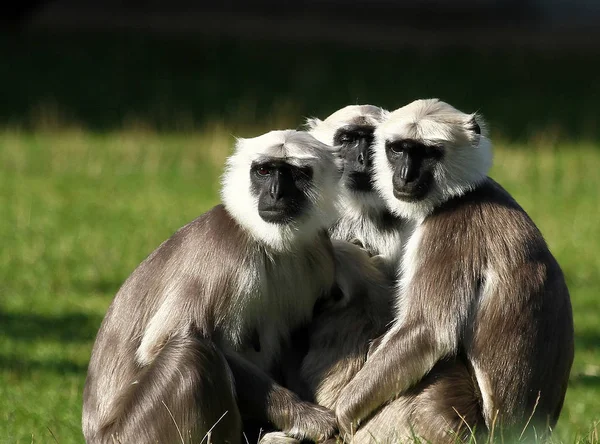 Primer Plano Los Animales Zoológico — Foto de Stock