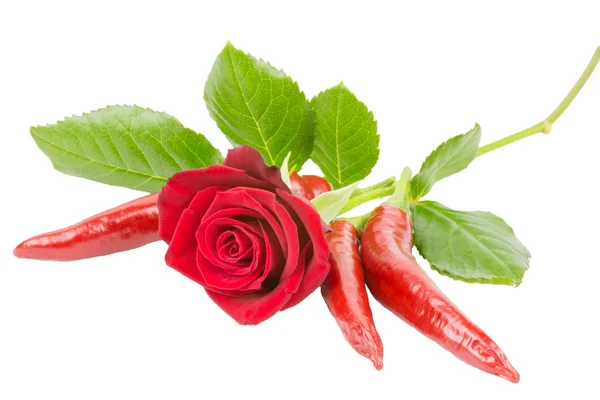 Červená Růže Třemi Chilli Bílém Pozadí — Stock fotografie