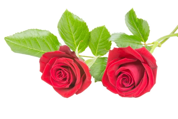 Dos Rosas Rojas Sobre Fondo Blanco — Foto de Stock