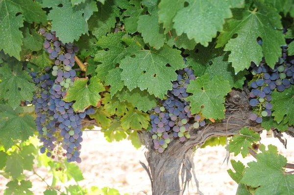 Spain Vin Flod Bakgrunden Närbild — Stockfoto