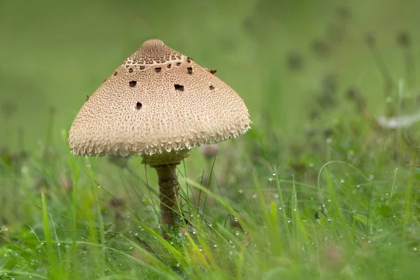 Junger Riesenschirmling Ung Makrolepiota - Stock-foto