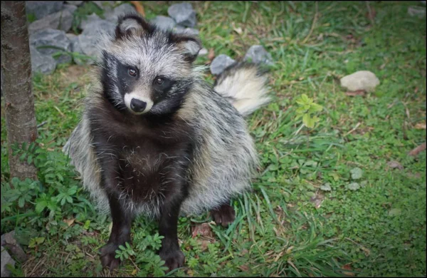 Animal Guaxinim Mamífero Fauna Família Proxionídeos — Fotografia de Stock