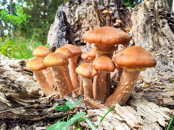 Grupo Pequenos Cogumelos Marrons Que Crescem Velho Tronco Cinza — Fotografia de Stock