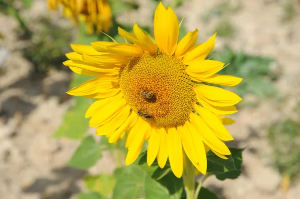 Tournesols Vue Rapprochée — Photo