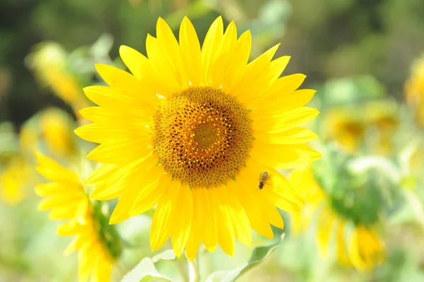 Tournesols Vue Rapprochée — Photo