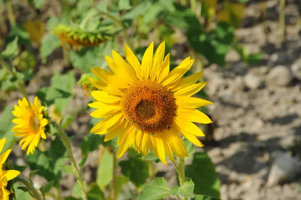 Girasoles Pétalos Amarillos Planta Campo — Foto de Stock