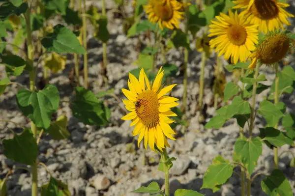 ひまわり黄色の花弁フィールド植物 — ストック写真