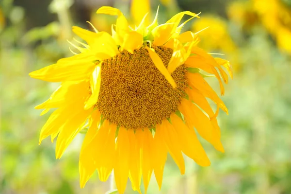 Tournesols Vue Rapprochée — Photo