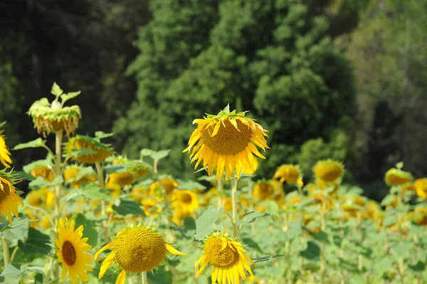 Sonnenblumen Aus Nächster Nähe — Stockfoto
