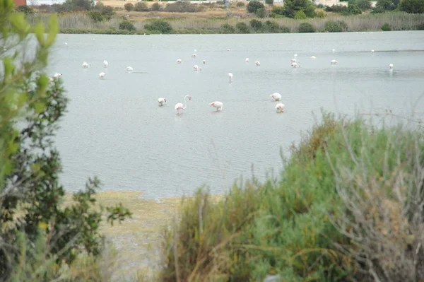 Doğadaki Görkemli Flamingoların Manzarası — Stok fotoğraf