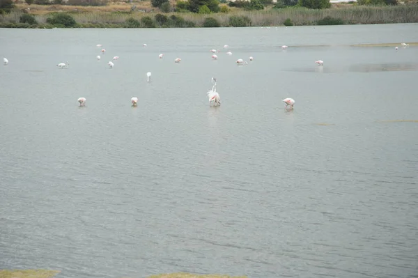 Vista Panorâmica Flamingos Majestosos Natureza — Fotografia de Stock