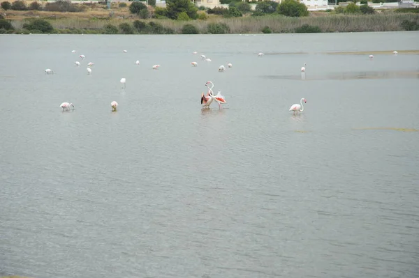 Vedere Pitorească Flamingo Ului Maiestuos Natură — Fotografie, imagine de stoc