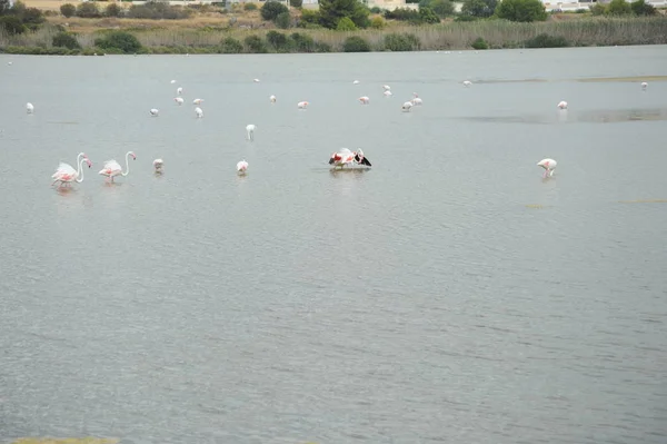 Vedere Pitorească Flamingo Ului Maiestuos Natură — Fotografie, imagine de stoc