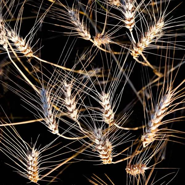 Roggen Feldweizen Getreide — Stockfoto