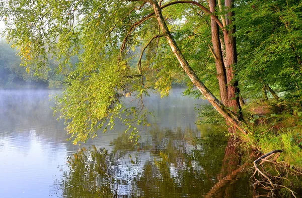 Podzimní Ráno Jezeře Stromy Břehu — Stock fotografie